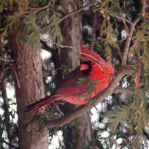 Meet your Posher, Louise